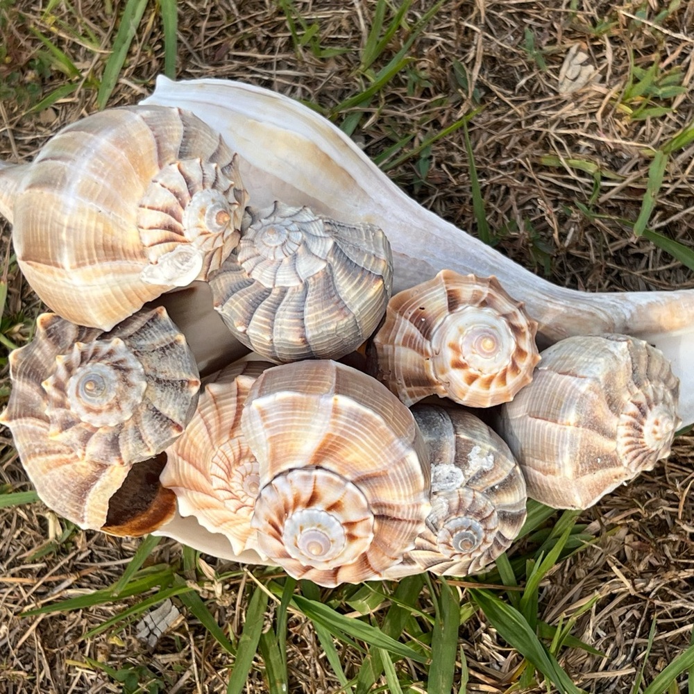 Natural Seashell Collection, set of 5 Florida lightning whelk shells 3”-12”